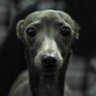 Zorothegambler profil fotoğrafı