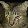 Profilbild von Pirawan