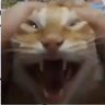 Profilbild von Gato43 Crystal