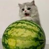 Suuu榛子糖🍬 profil fotoğrafı