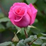 Hasnain Javed's profile picture