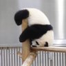 Profilbild von 🍑