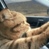 RoadTrippingCat🌊🌊🌊's profile picture