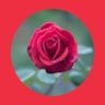 Profilbild von ناز🌹
