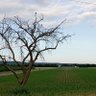 krizantem profil fotoğrafı