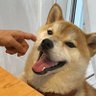 Nishi柴Ken's profile picture