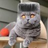 Profilbild von AHHHH