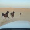 Profilbild von البدر