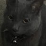 Krumpet's profile picture