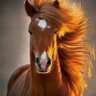 Toufik BH profil fotoğrafı