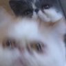 Фото профиля Two cats