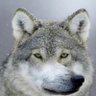 Profilbild von YUYA