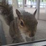 Squirrel's profile picture