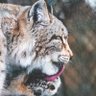 Ian Lynx profil fotoğrafı