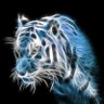 a_fighting_fury 🐯 的头像