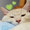 むぎ's profile picture