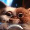 Gizmo's profile picture