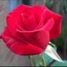 Hsn2023's profile picture