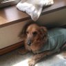 とおちゃん2号 profil fotoğrafı