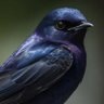 Фото профиля 黒ちゃん🐦⬛