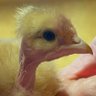 www.Live.Farm — e/acc's profile picture