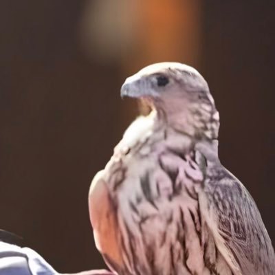a_7_7m's profile picture