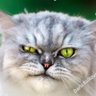 Profilbild von Matt
