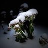 Фото профиля NEVER_GIVE_UP