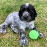 simon's profile picture
