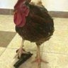 The Chicken God Of War profil fotoğrafı