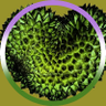 Фото профиля Dancin' Durian! 💜🤍💚