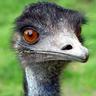 Profilbild von Bion