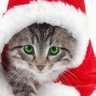 Profilbild von KITZY