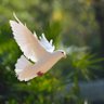 saira khan 的头像