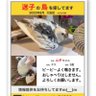 【大田区】オカメインコのムギを探しています's profile picture