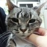 ソアラ🐱's profile picture