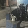 mamikucing profil fotoğrafı