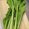 野沢菜 profil fotoğrafı