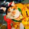 tenno0.0 的头像