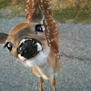 out of context deer's profile picture