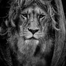 Profilbild von سعود الروقي