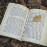 Фото профиля soyo_soyo📖 読書垢📖 𓂃𓈒 𓂂𓏸
