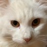 藤本晃 profil fotoğrafı