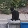 Pizhhh profil fotoğrafı