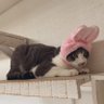 とんとん profil fotoğrafı