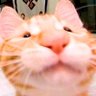 Profilbild von le p'tit pomlo