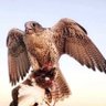 الحصن profil fotoğrafı
