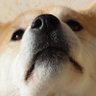 ブチャラティ's profile picture