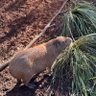 capybara profil fotoğrafı