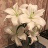 Фото профиля SEASONSフラワーサークル